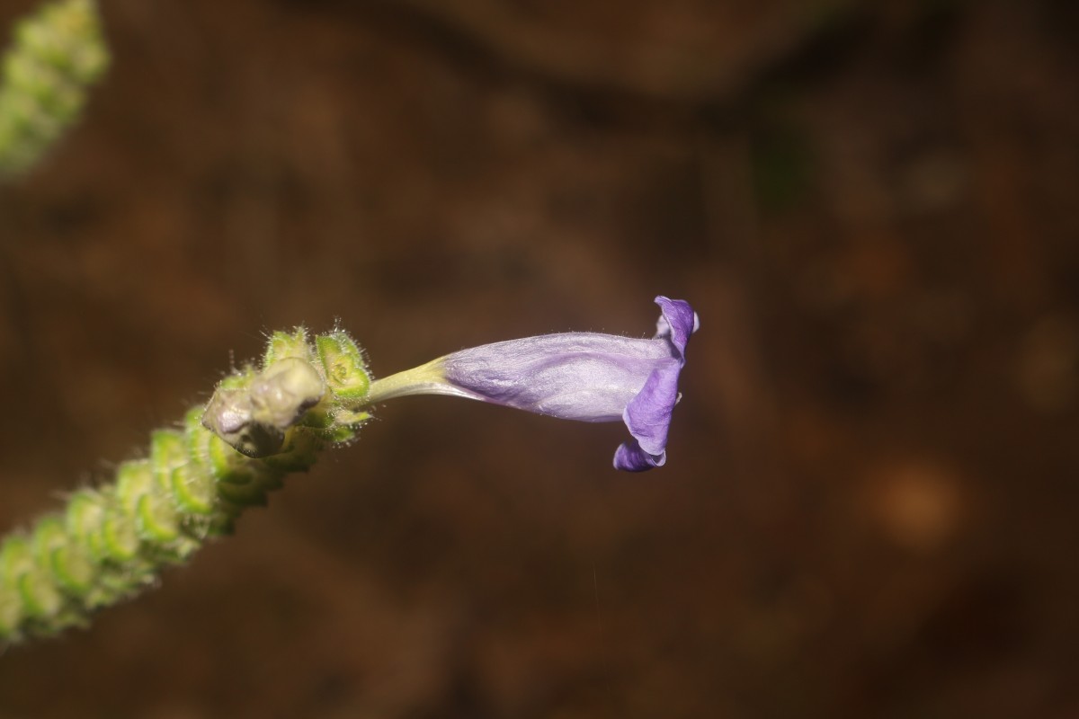 Strobilanthes auriculata var. dyeriana (Mast.) J.R.I.Wood